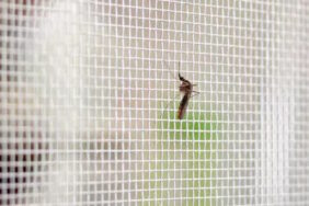 Insectenbescherming voor kampeerders: zo bescherm je jezelf tegen muggen, wespen en meer.